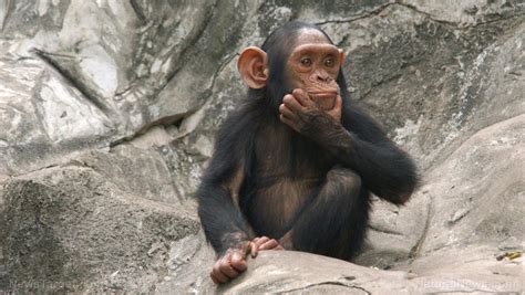 Theory Of Mind Fascinating Study Suggests Great Apes Can Understand