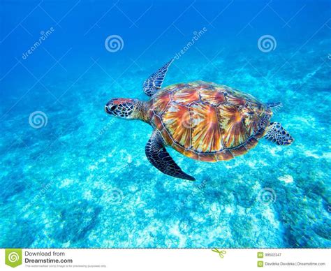 Green Sea Turtle In Shallow Seawater Big Green Sea Turtle Closeup