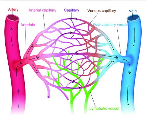 Vascular Endothelial Cell Heterogeneity Within The Vascular Tree