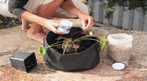 How To Plant A Water Lily Hydrosphere