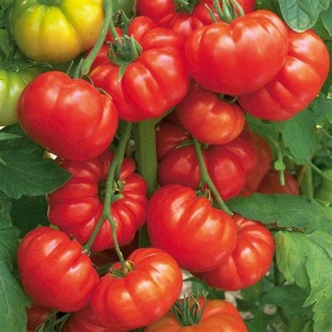 Tomato Beefsteak 15 Seeds Huge Fruit Heirloom