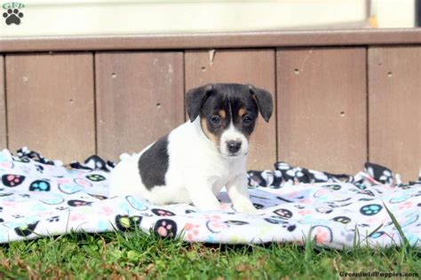 Esther Jack Russell Terrier Puppy For Sale In Pennsylvania