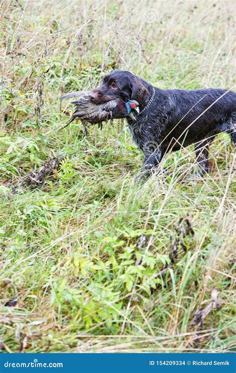 Hunting Dog With A Catch Stock Photo Image Of Hunt 154209334