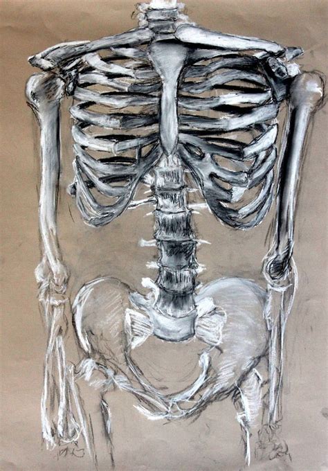 Pin By Ms Armstrong On Body Skeleton Art Skeleton Drawings Anatomy Art