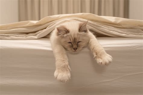 Perché I Gatti Amano Dormire Sui Vestiti