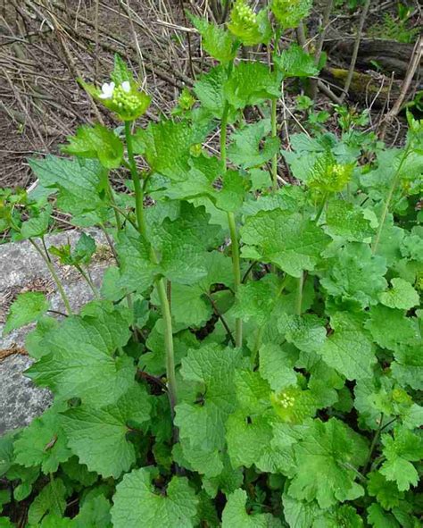 Invasive Plant Garlic Mustard Alliaria Petiolata Comox Valley