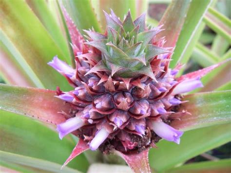 Pineapple Flowers A Kauai Blog
