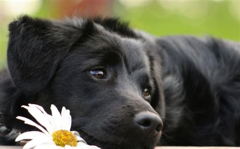 Cute Black Dog Wallpapers Top Free Cute Black Dog Backgrounds