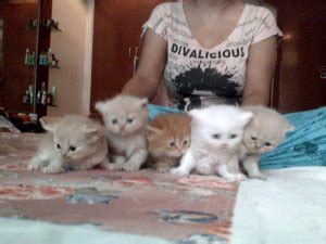 Search through thousands of cats for sale and kittens for sale adverts near me in the usa and europe at animalssale.com. I want to sell my persian kitten - Mumbai - free ...
