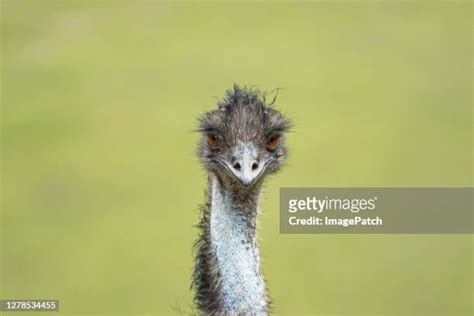 Emu Face Photos And Premium High Res Pictures Getty Images