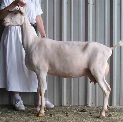 An Introduction To Goat Breeds Grit Rural American Know How