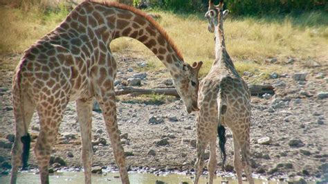 heavy necking new insights into the sex life of giraffes school of veterinary medicine