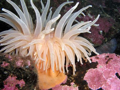 Sea Anemone Pacific Raya