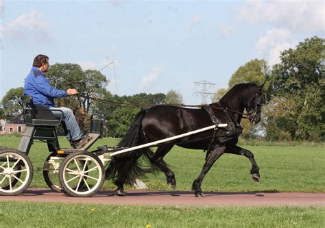 Beautiful Friesian Mare In Front Of The Carriage Horses Beautiful
