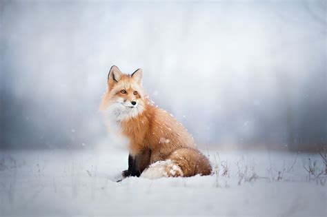 Fox Animals Snow Wallpapers Hd Desktop And Mobile Backgrounds