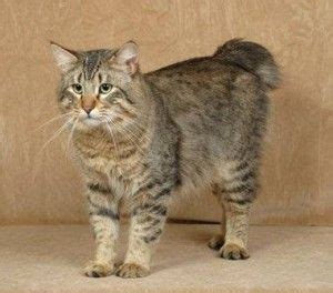 Bobcat crossed with a domestic cat. Gato Pixie Bob | Pixie bob cats, American bobtail cat ...