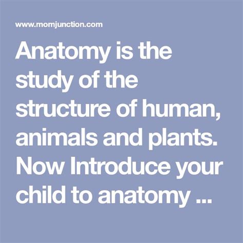 top  anatomy coloring pages   toddler