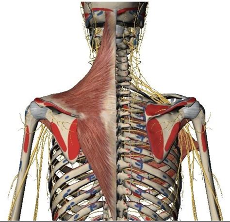 Print Upper Extremity Muscles Flashcards Easy Notecards