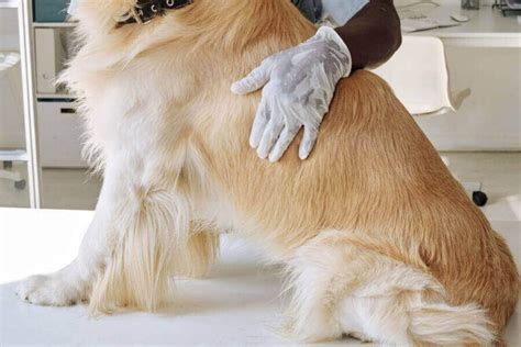 Bumps On Dogs Skin 11 Reasons Why It Happens And Treatment
