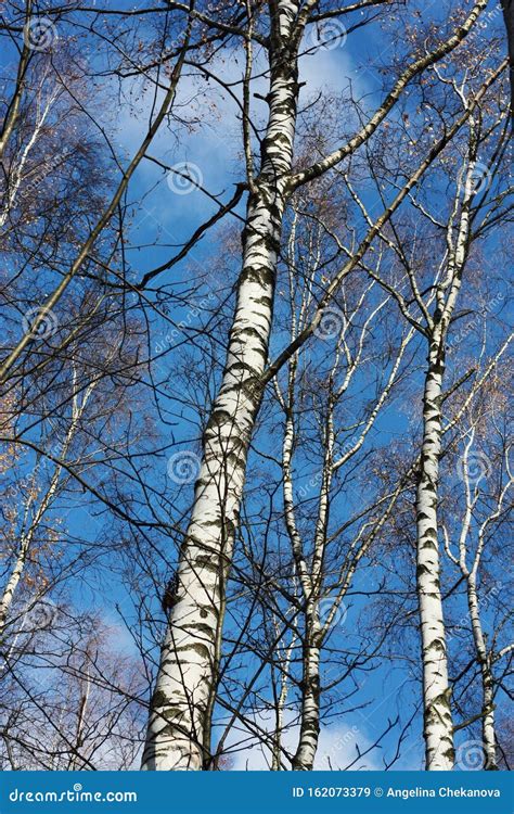Beautiful Birches In The Forest In Autumn Stock Image Image Of Tree