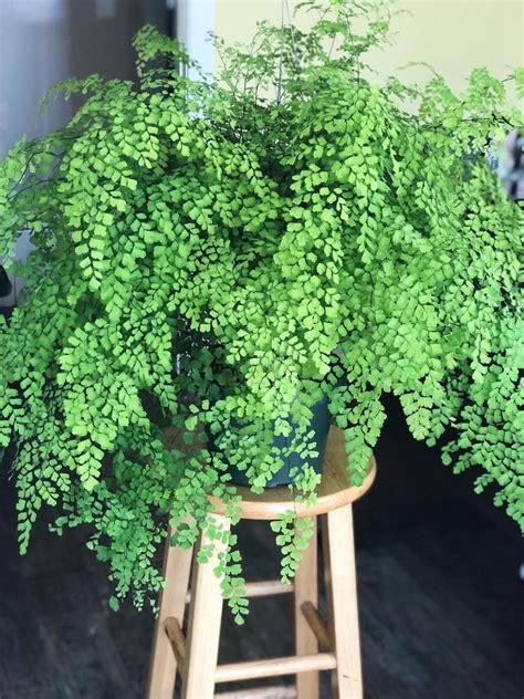 8 Maiden Hair Fern Adiantum Live House Plant Air Purifying Plant