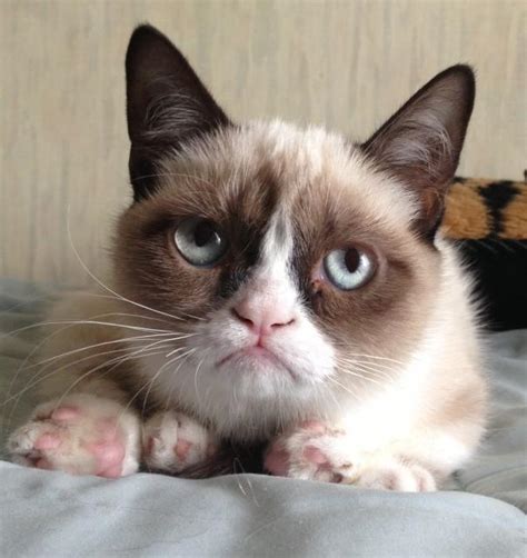 Meet Grumpy Cats Owner Tabatha Bundesen Business Insider
