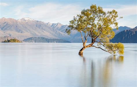 Wallpaper Landscape Mountains Tree New Zealand Lake Wanaka Wanaka