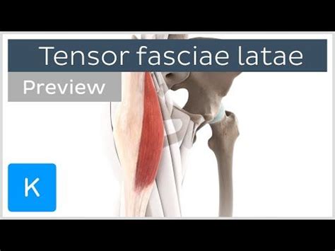 Functions Of The Tensor Fasciae Latae Preview Human Anatomy