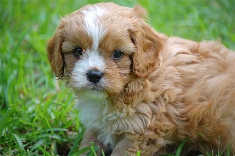 The complete guide to puppy obedience training & puppy c. Dog Breed Search Categories, Find the Perfect Dog