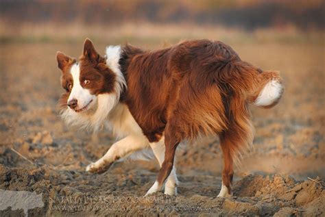 Brown And White Border Collie White Border Collie Dog People Best Dogs
