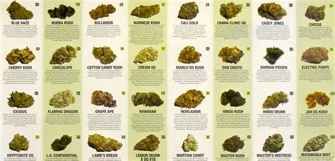 Varieties Of Cannabis — See The 9 Top Selling Strains In Colorado Below