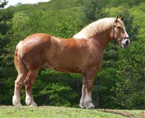 Powerfully built and standing between 16 and 17 hands, they were. Horseback Riding At Castle In The Clouds NH | Horses, Big ...