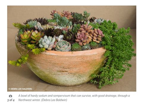 Succulents For Seattle Debra Lee Baldwin