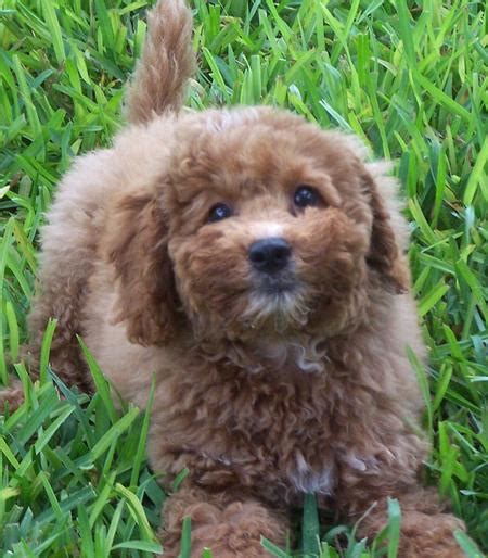 The cross between these two parent breeds make terrific family dogs, friendly, intelligent, affectionate and easy to train. Tigger the Miniature Labradoodle | Puppies | Daily Puppy