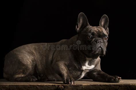 Portrait Of An Adorable French Bulldog Stock Photo Image Of Alone