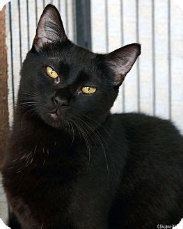 Louis feral cat outreach is a st. St Louis, MO - Domestic Shorthair. Meet Drusilla, a cat ...