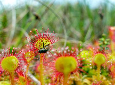 Discovering Our Insect Eating Plants Walkhighlands