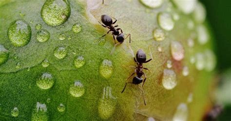 Liegt das ameisennest im haus. Ameisen bekämpfen: im Pflanzkübel, auf Balkon und Terrasse ...