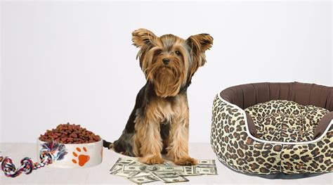 Yorkie Prices How Much Do Yorkies Cost Love Your Dog