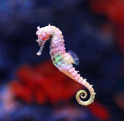 Colorful Seahorse 🌈 Curious Fac Beautiful Sea Creatures Underwater