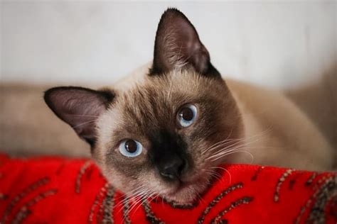 Black Siamese Cats And Other Colour Faqs Pd Insurance
