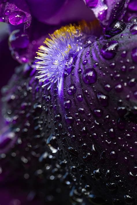Petals Flower Macro Drops Water Hd Phone Wallpaper Peakpx
