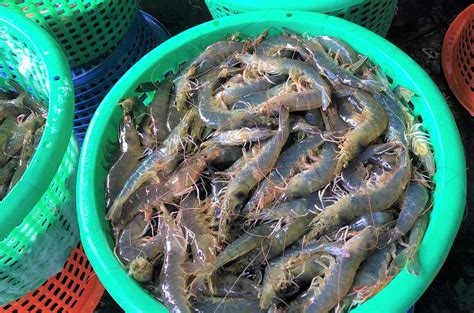 Myanmars Commercially Valued Vannamei Shrimp To Penetrate Chinas