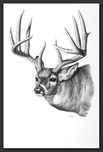 Whitetail Buck Drawing At Explore Collection Of