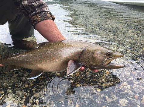 Protecting Idahos Native Fish Bull Trout And Trestle Creek Idaho