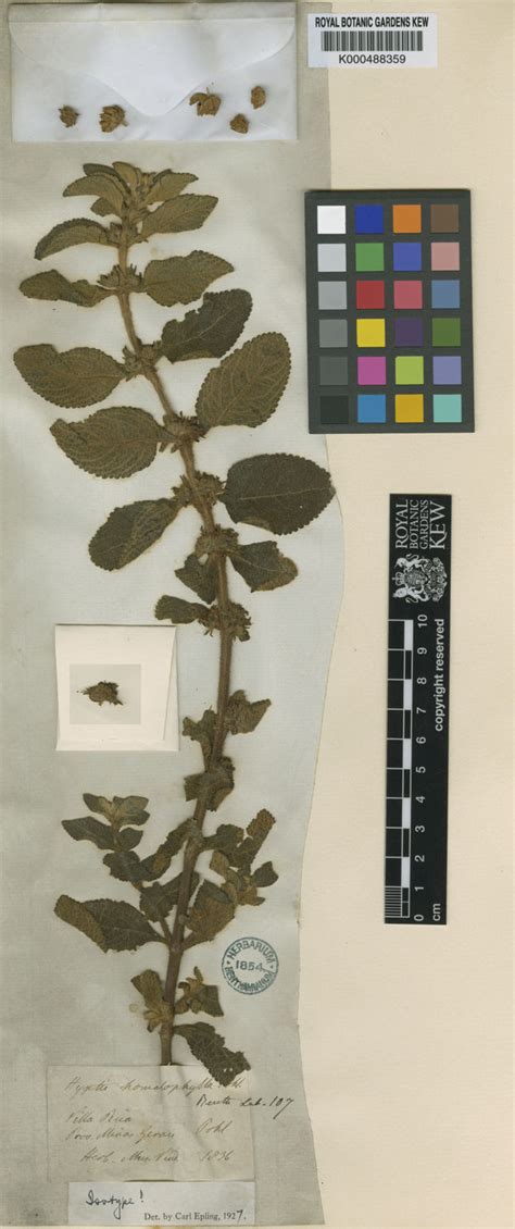 Hyptis Homalophylla Pohl Ex Benth Plants Of The World Online Kew
