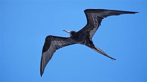 The Science Behind Frigatebirds Ability To Fly For Weeks Without