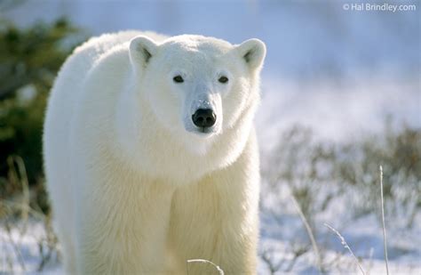 How To Photograph A Polar Bear An Inside Tip Travel 4 Wildlife