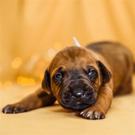 When Do Puppies Open Their Eyes? (Care Guide) | Dog Friendly Scene