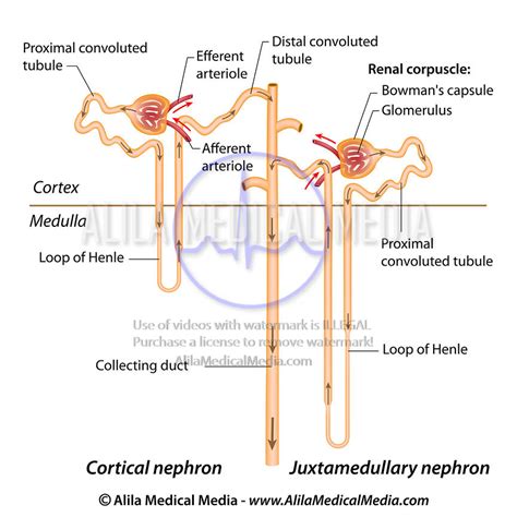 Nephron Diagram Labeled In The Kidney